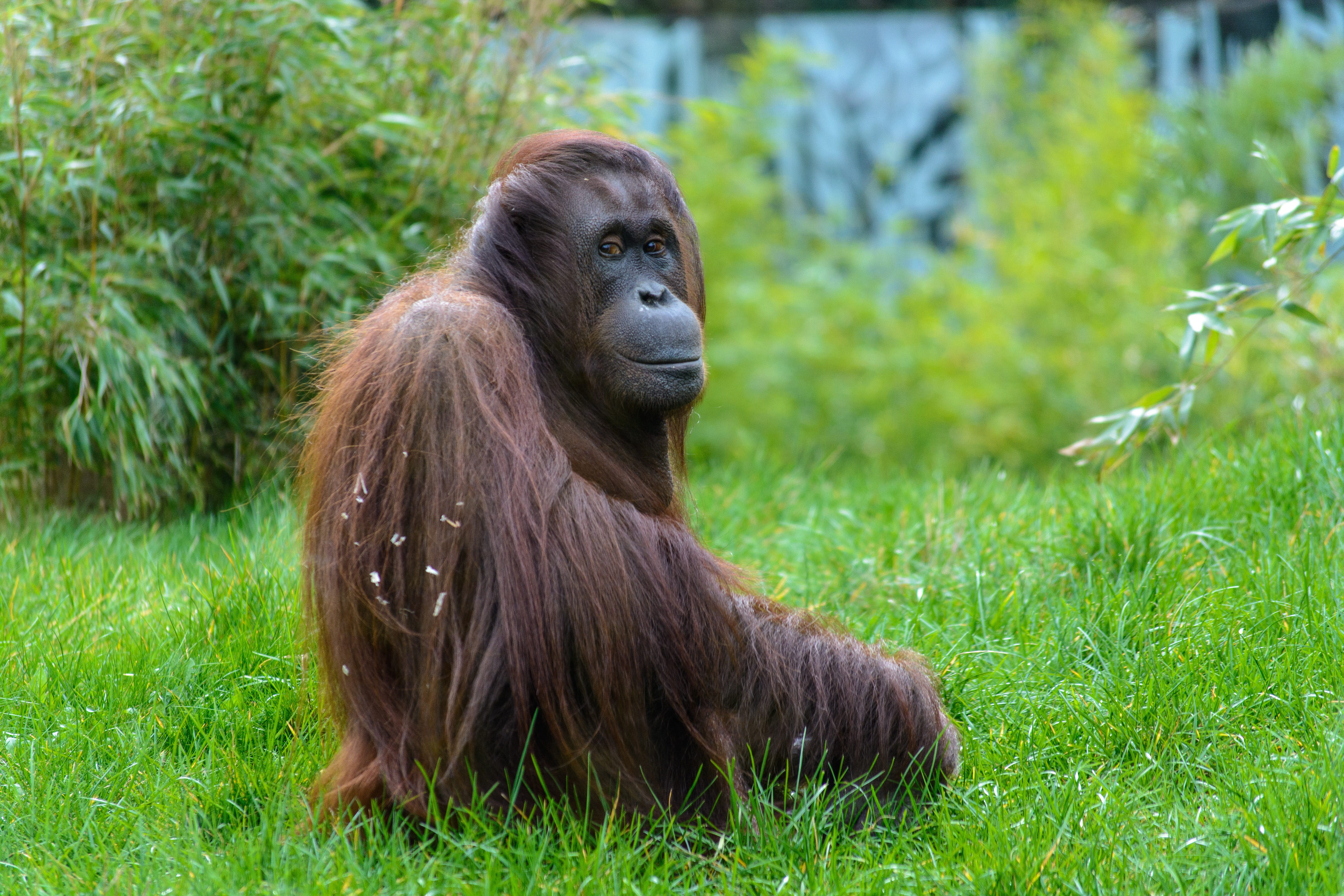 Wonder Orangutan Sarawak Semenggoh Wildlife Centre Tour